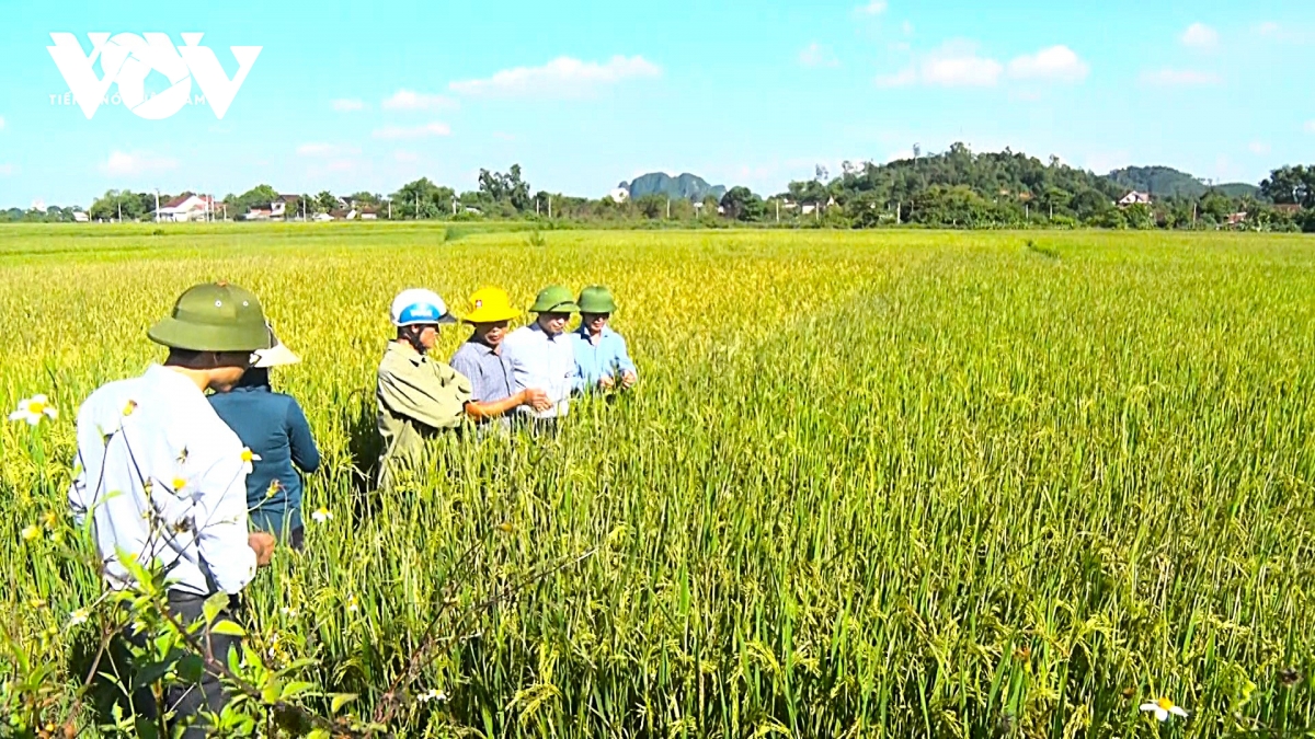Nghệ An: Hiệu quả từ hoạt động công tác khuyến nông